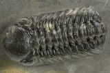 Detailed Austerops Trilobite - Ofaten, Morocco #325983-3